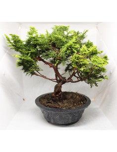 Große Keramik Bonsai Topf... 2
